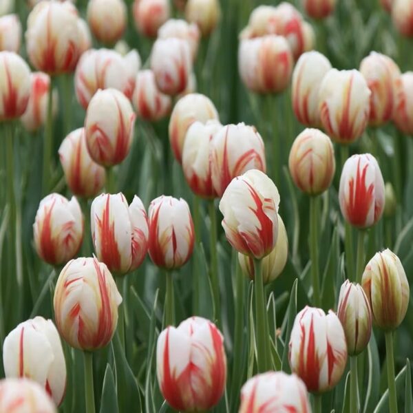 Votaniki Carnival De Rio Tulip Bulbs - Long Lasting Blooms, Perennial Tulipa Triumph 'Carnaval de Rio' | Easy to Grow and Low Maintenance