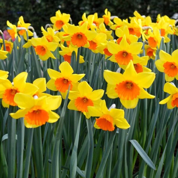 Votaniki Red Devon Daffodil - Fragrant Blooms, Perennial Daffodil Bulbs for Planting | Narcissi Small Cupped 'Red Devon' Daffodil - Easy to Grow