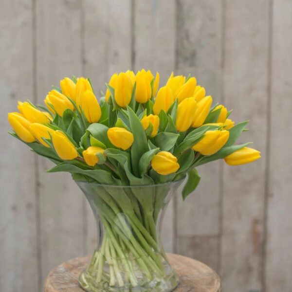 Votaniki Strong Gold Tulip Bulbs - Perennial & Large Cup Shaped Yellow Blooms | Tulipa Triumph 'Strong Gold' Tulip - Easy to Grow