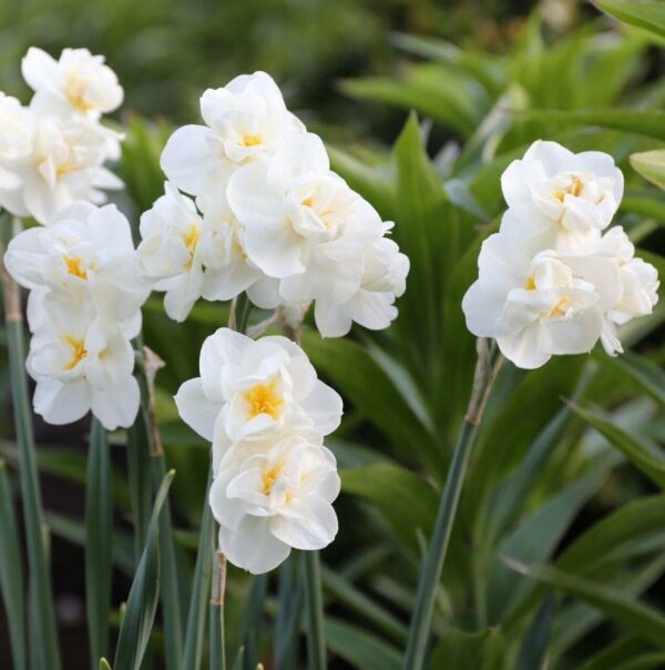 Votaniki Cheerfulness Daffodil Bulbs - Narcissi Bunch Flowering 'Cheerfulness' Daffodil | Fragrant Blooms, Double Daffodil (White & Yellow Color) - Easy to Grow