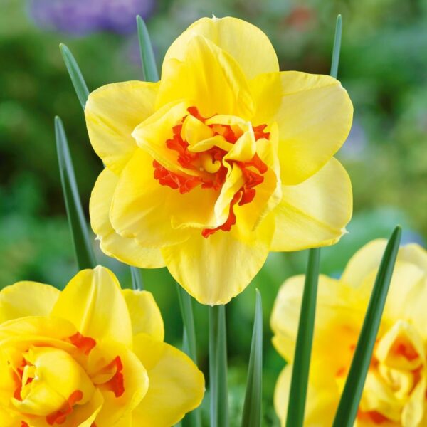 Votaniki Tahiti Narcissus Bulbs - Long Lasting Blooms, Versatile, Large Yellow Flowers | Perennial 'Tahiti' (Double Daffodil) - Easy to Grow