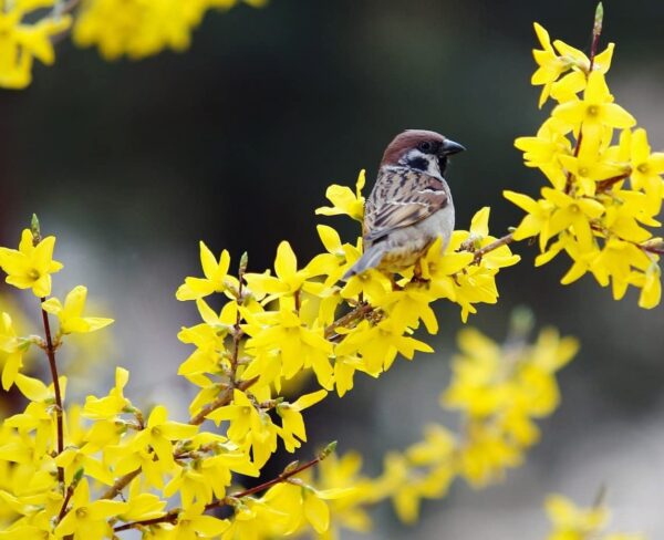 Votaniki Forsythia Lynwood Gold 1-2 Ft Plant - Perennial, Lynwood Variety, Fast Growing Tree | Forsythia Lynwood Gold Shrub - Low Maintenance Flower Plants