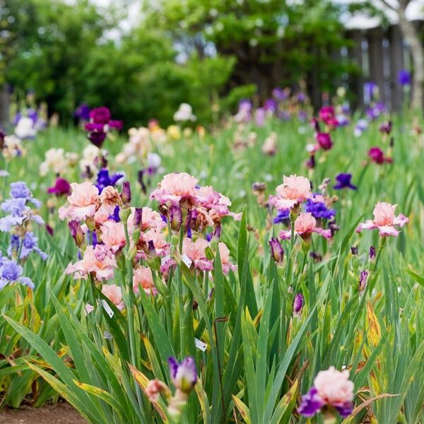 Votaniki Bearded Iris Bulk Mix - Long Lasting Blooms, Perennial Bearded Iris Rhizome for Planting | Spring Flowers - Easy to Grow