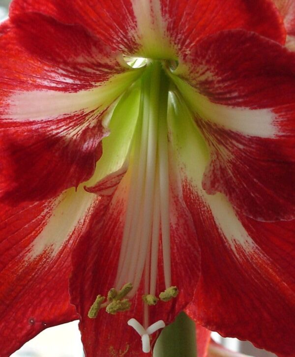 Votaniki Amaryllis Cocktail - Perennial Flowering Bulbs for Planting | Large Blooms, Hippeastrum 'Cocktail' Amaryllis - Winter Flowers, Easy to Grow