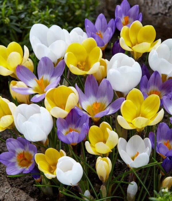 Votaniki Crocus Botanical Mix Bulbs - Perfect for Borders and Naturalizing | Crocus Species 'Botanical Mixture - Perennial Spring Garden Flower Bulbs