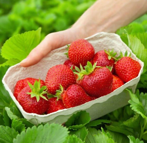 Votaniki Quinault Everbearing Strawberry Roots - Juicy and Delicious Strawberry | Everbearing Strawberry Roots for Planting - Easy to Grow