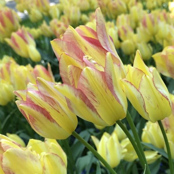 Votaniki Antoinette Tulip Bulbs - Long Lasting Blooms, Perennial Tulip | Color Changing Tulip - Easy to Grow and Low Maintenance