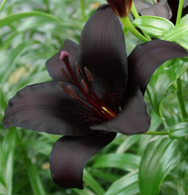 Votaniki Nightrider Asiatic Lily Bulbs - Perennial Lilium TA-Hybrid 'Nightrider' Lily | Black Flower, Versatile Landscaping - Easy to Grow