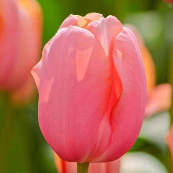 Votaniki Single Late Menton Tulip - Spring Beauty, Perennial Tulip Bulbs for Planting | Perfect Addition to Any Garden - Spectacular Tulip Blooms