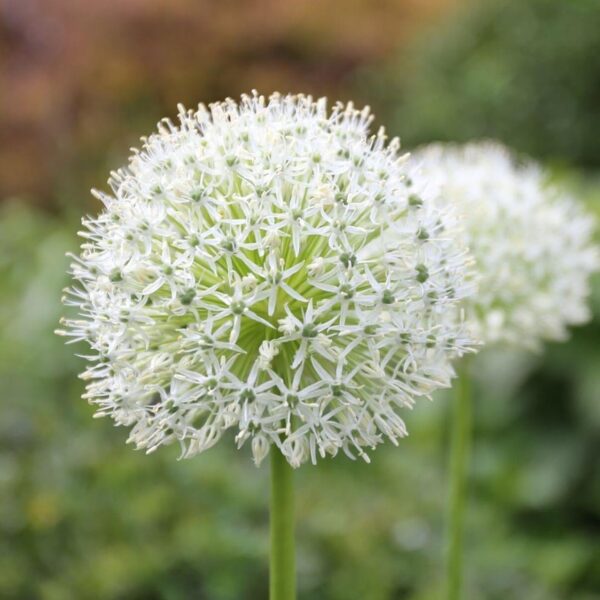 Votaniki Mount Everest Allium Bulbs - Perennial Allium (Ornamental Onion) | Attracts Pollinators, Long Lasting Beauty, Versatile Allium - Easy to Grow