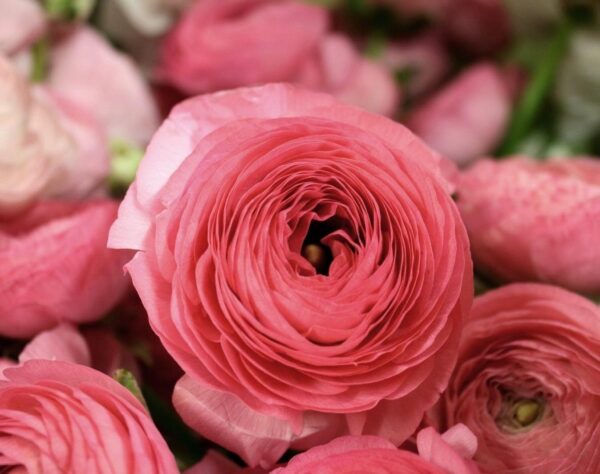 Votaniki Ranunculus Aviv Rose "Persian Buttercup" - Perennial Ranunculus Bulbs for Planting | Long Lasting Blooms - Perfect Addition to Any Garden