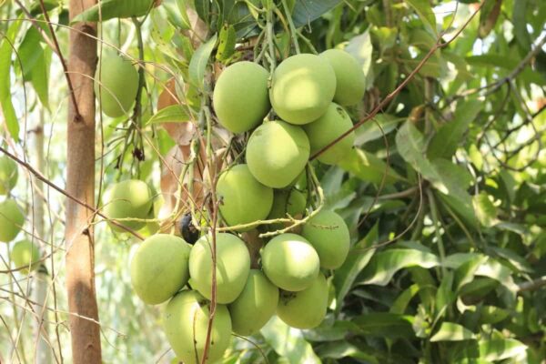 Votaniki Mango Fresh Fruit Seed (1) Live Tropical Flowering Plants Caribbean Mango Seeds Fruit Plants Sweet Mango Trees Live Plants - Tasty Garden Heirloom Fruit Trees Live Fresh Seed