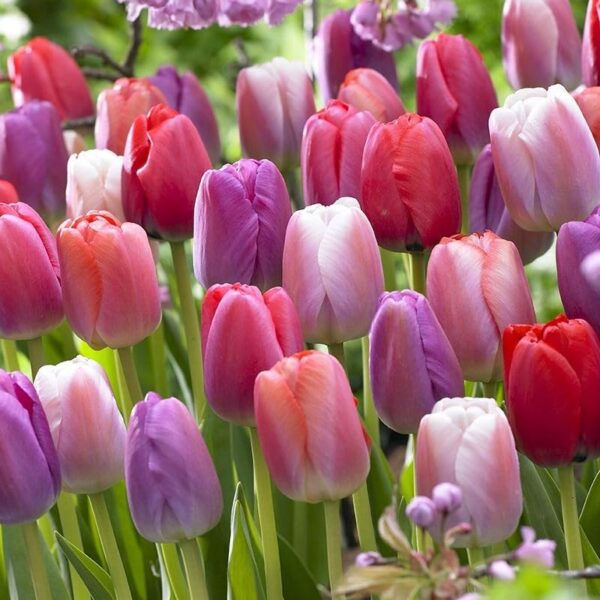 Votaniki Tulip Pride Mix Bulbs - Versatile, Spectacular Blooms, Perennial Tulip | Perfect Addition to Any Garden - Easy to Grow