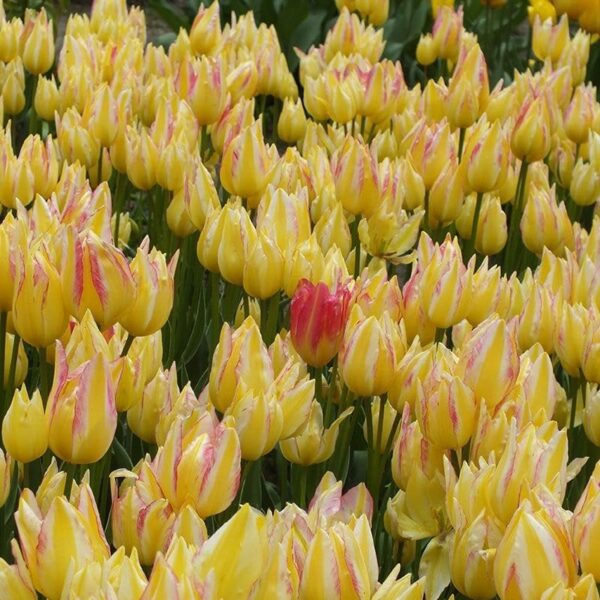 Votaniki Antoinette Tulip Bulbs - Long Lasting Blooms, Perennial Tulip | Color Changing Tulip - Easy to Grow and Low Maintenance