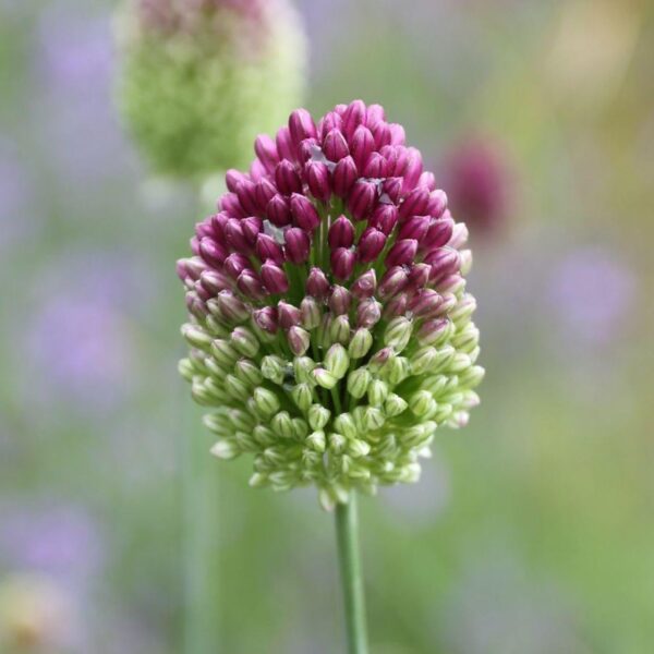 Votaniki Drumstick Allium - Perennial Allium Drumstick Bulbs (Allium Sphaerocephalon) for Planting | Egg Shaped Flowers- Blooms Year After Year