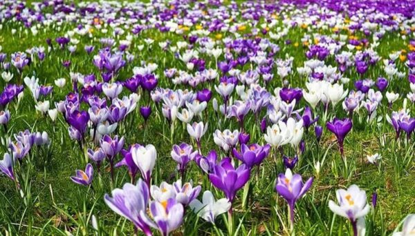 Blue Moon Crocus Mix 22 Large Pre-Chilled Bulbs for Springs Blooms