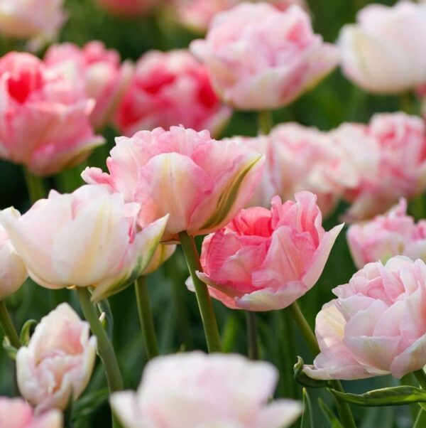 Double Pink Tulip Angelique Tulips- 12 Large Bulbs Pre-Chilled Ready for Blooms