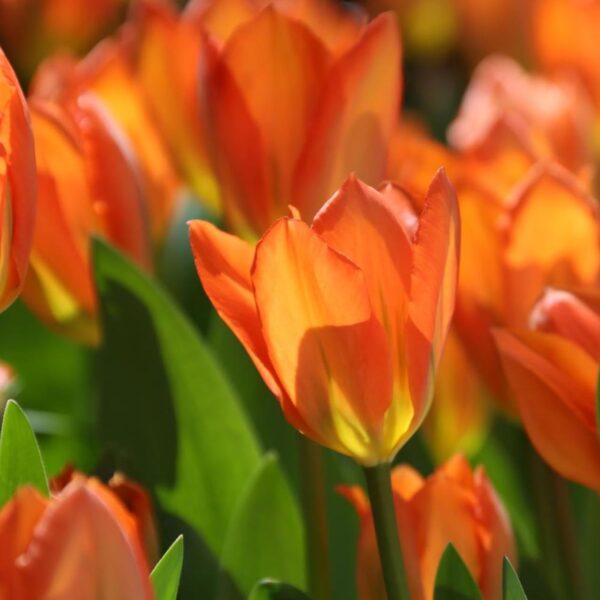 Votaniki Orange Emperor Tulip Bulbs - Perennial Fosteriana Orange Emperor Tulip | Large & Long Lasting Flowers - Easy to Grow Tulip