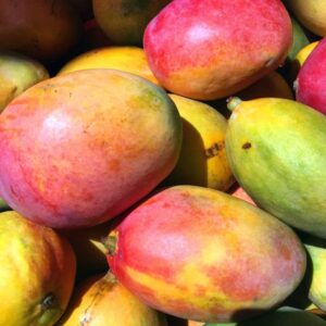 Votaniki Mango Fresh Fruit Seed (1) Live Tropical Flowering Plants Caribbean Mango Seeds Fruit Plants Sweet Mango Trees Live Plants - Tasty Garden Heirloom Fruit Trees Live Fresh Seed