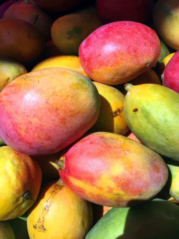 Votaniki Mango Fresh Fruit Seed (1) Live Tropical Flowering Plants Caribbean Mango Seeds Fruit Plants Sweet Mango Trees Live Plants - Tasty Garden Heirloom Fruit Trees Live Fresh Seed