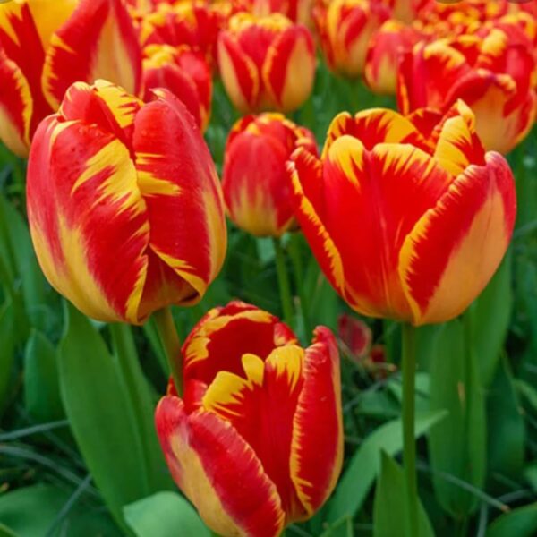 Votaniki Banja Luka Tulip Bulbs - Perennial Tulip, Fragrant Blooms | Tulipa Darwin Hybrid 'Banja Luka' Tulip - Easy to Grow