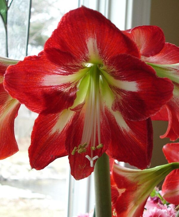 Votaniki Amaryllis Cocktail - Perennial Flowering Bulbs for Planting | Large Blooms, Hippeastrum 'Cocktail' Amaryllis - Winter Flowers, Easy to Grow