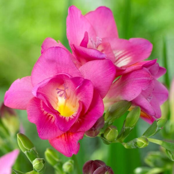 Votaniki Double Freesia Mixture- Fragrant Flowers, Perennial Freesia Mix Flowering Bulbs | Long Blooming Freesia - Easy to Grow