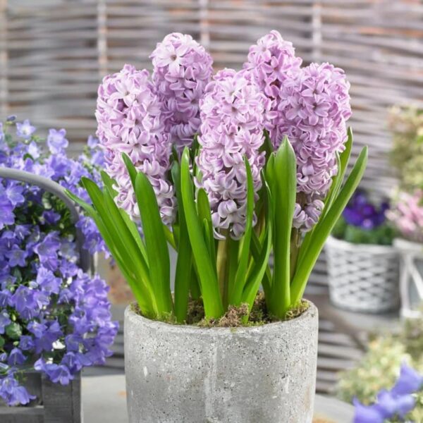 Votaniki Splendid Cornelia Hyacinth Bulbs - Hyacinthus Orientalis ‘Splendid Cornelia’ (Dutch Hyacinth) | Spring Flowering Bulbs - Easy to Grow