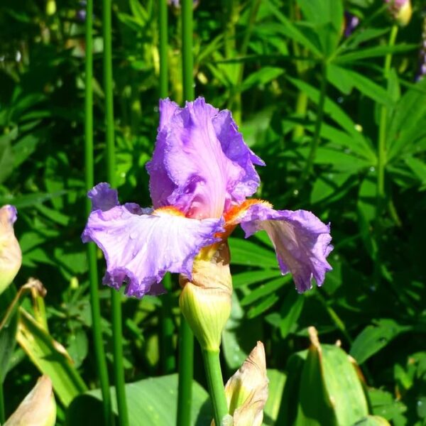 Votaniki Oui Madame Bearded Iris - Fragrant & Long Lasting Blooms, Perennial Iris Rhizome for Planting | Easy to Grow