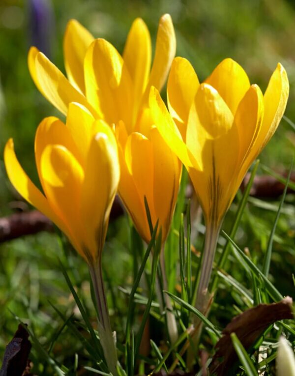 Votaniki Golden Yellow Large Crocus - Perennial Crocus Bulbs for Planting | Early Spring Bloomer Crocus - Perfect for Border or Bed, Container, Ground Cover, Mass Planting