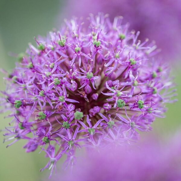 Votaniki Stipitatum Allium - Five Inch Heads & Lilac Pink Color Flower | Perennial and Rare Allium Bulbs for Planting - Easy to Grow