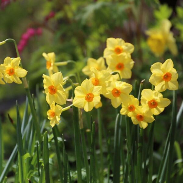 Votaniki Tazetta Golden Dawn Daffodil Bulbs - Perennial Narcissus "Golden Dawn" Daffodil | Multiple Blooms Per Stem - Easy to Grow