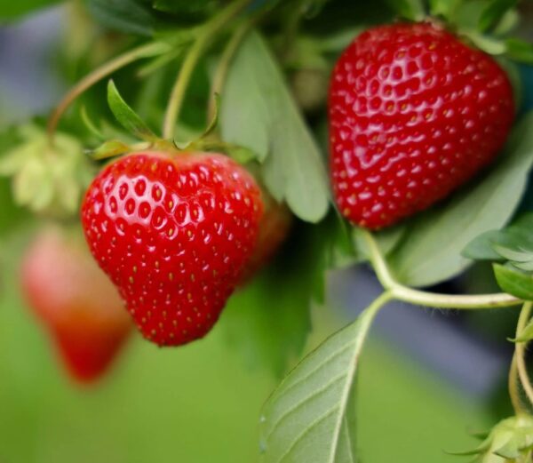 Votaniki Quinault Everbearing Strawberry Roots - Juicy and Delicious Strawberry | Everbearing Strawberry Roots for Planting - Easy to Grow