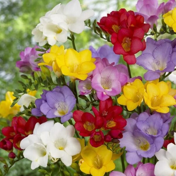 Votaniki Freesia Single Mix Bulbs - Sweet Fragrance, Long Lasting Blooms, Perennial Freesia Single Flower Bulbs | Vibrant Colors for Home and Garden