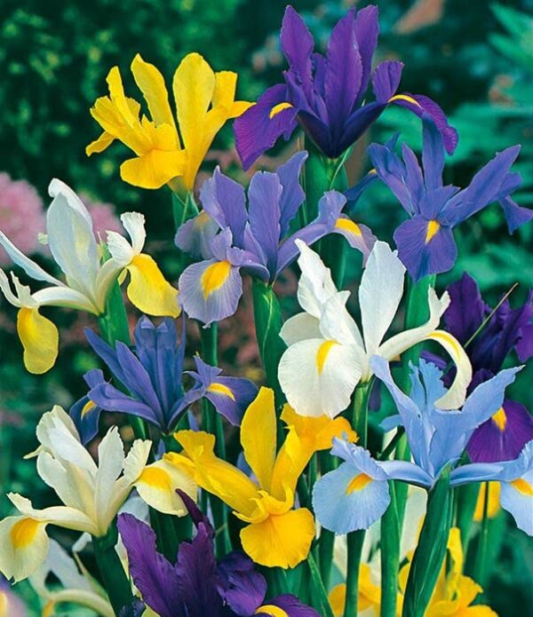 Votaniki Dutch Iris Mixed Bulbs - Perennial, Long-Lasting Blooms, Attracts to Pollinators, Hollandia Mix Iris Flowering Bulbs | Colorful Dutch Iris Bulbs for a Vibrant Garden