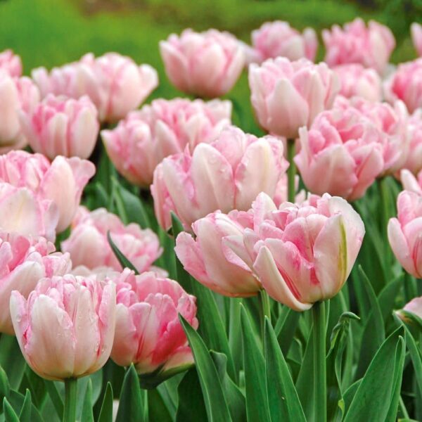 Votaniki Foxtrot Tulip Bulbs for Planting - Fragrant Blooms, Perennial Tulip, Peony Like Flowers | Tulipa Double Mid 'Foxtrot' Tulip - Easy to Grow