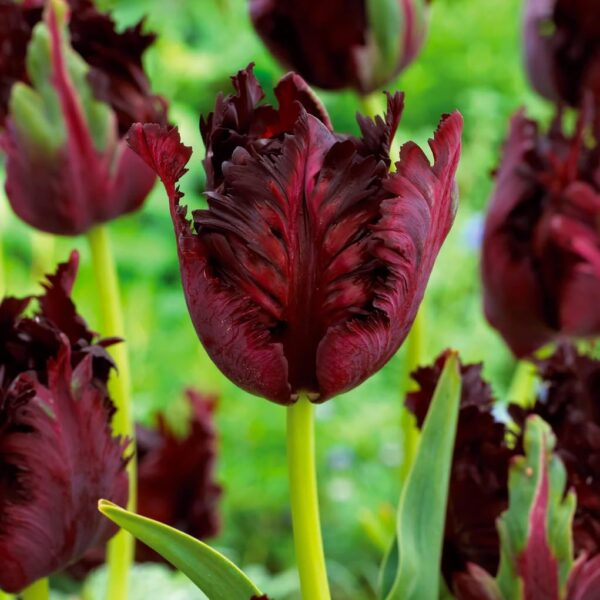 Votaniki Black Parrot Tulip Bulbs - Perennial Tulipa Parrot 'Black Parrot' | Beep Wine Red Petals with Black Edges Tulip Flowers - Easy to Grow