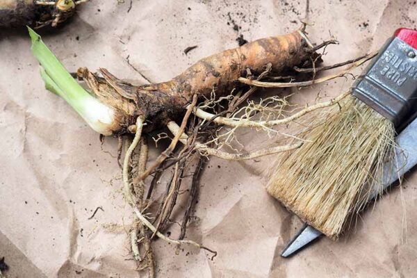 Votaniki Pink Flower Bearded Iris Bulbs – Re Blooming Iris Ready for Planting Iris Flowers Spring Bulbs to Plant in Spring - Pink Iris Bulbs for Fall Planting