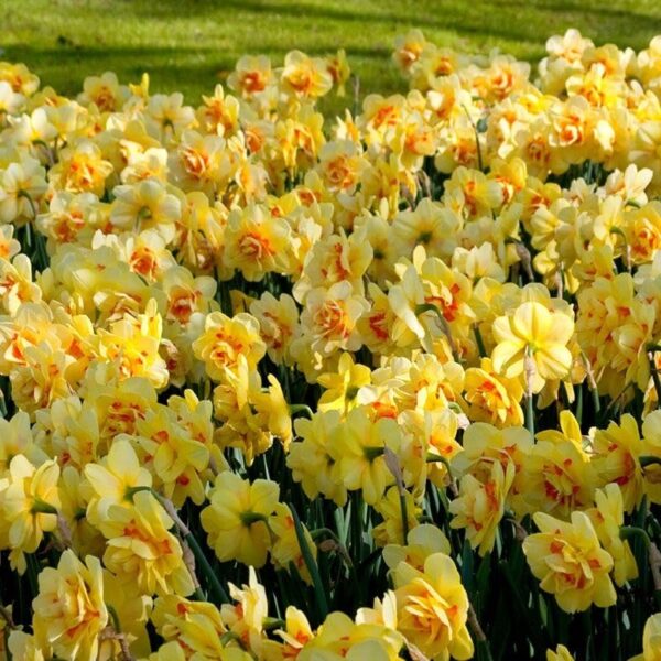 Votaniki Tahiti Narcissus Bulbs - Long Lasting Blooms, Versatile, Large Yellow Flowers | Perennial 'Tahiti' (Double Daffodil) - Easy to Grow