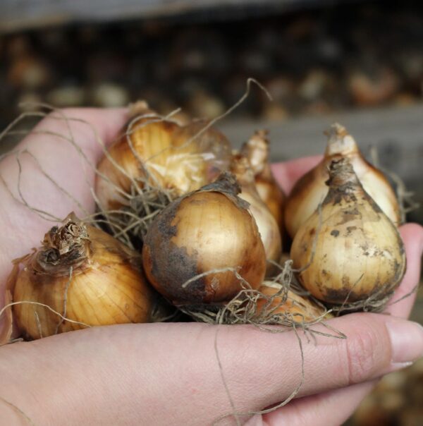 Votaniki Tete Deluxe Daffodil Bulbs - Perennial Daffodil 'Double Tete A Tete Narcissus' | Vibrant Yellow Flower - Easy to Grow Daffodil