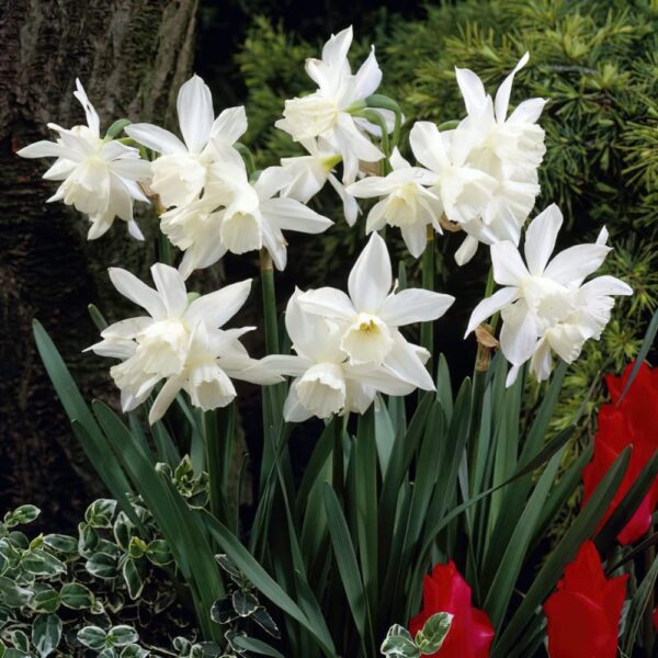 Votaniki Thalia Narcissus - Perennial Daffodil (Thailia Narcissus) Bulbs for Planting | Long Lasting Blooms, White Daffodil, Spring Bloomer - Easy to Grow