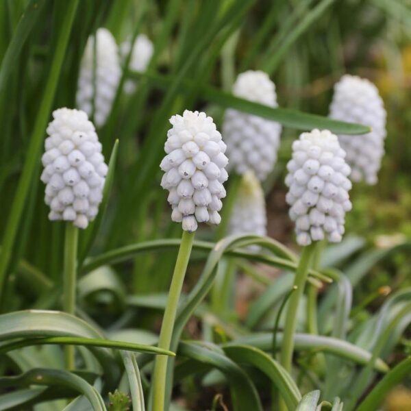 Votaniki Siberian Tiger Muscari Bulbs- Urn Shaped Flowers, Perennial Muscari | Grape Hyacinths 'Siberian Tiger' - Easy to Grow