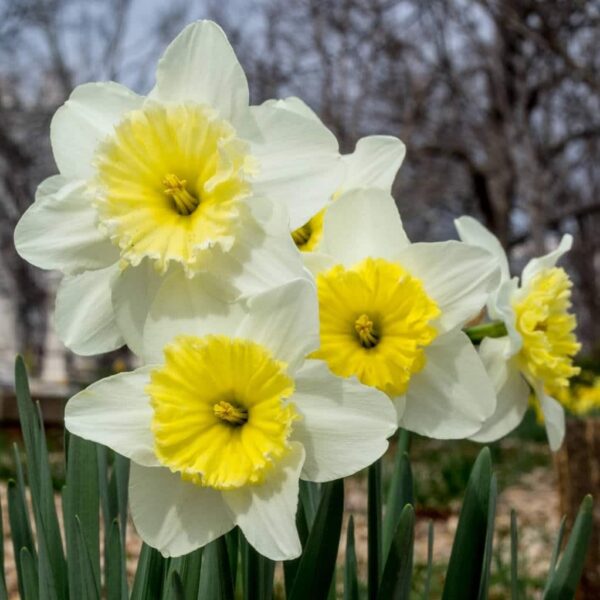 Votaniki Ice Follies Daffodil Bulbs - Perennial Daffodil, Narcissus Large Cupped Ice Follies | Long Lasting & Fragrant Blossoms - Easy to Grow