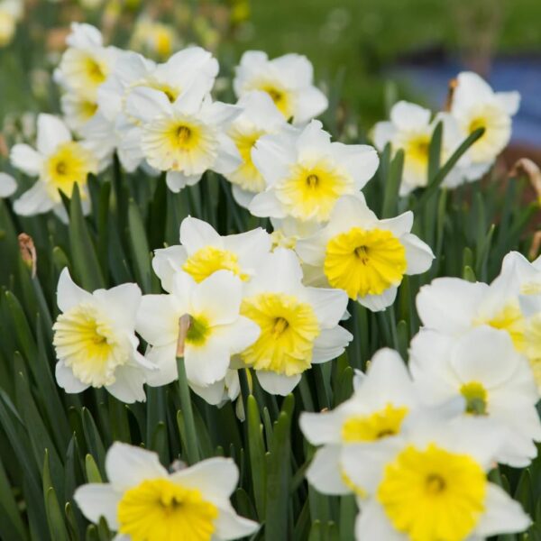 Votaniki Ice Follies Daffodil Bulbs - Perennial Daffodil, Narcissus Large Cupped Ice Follies | Long Lasting & Fragrant Blossoms - Easy to Grow