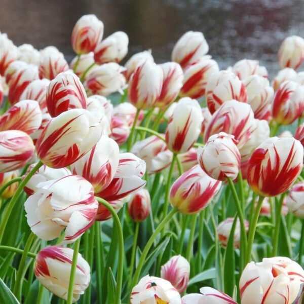 Votaniki Fresh Start Tulip Mix Bulbs - Purple Prince, Flaming Flag, and Carnaval De Rio Tulip Mix Bulbs for Planting | Perennial & Spring Flowers - Easy to Grow