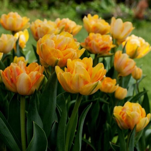 Votaniki Foxy Foxtrot Tulip Bulbs - Perennial Tulip Double Early 'Foxy Foxtrot' | Perfect Addition to Any Garden - Easy to Grow and Low Maintenance