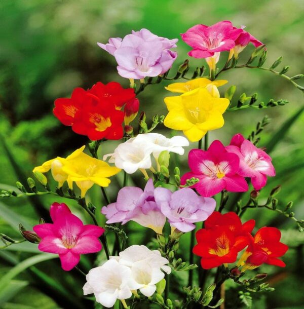 Votaniki Single Freesia Mix Bulbs - Freesia Flowering Bulbs for Planting | Freesia Single Mixture Flowers - Long Lasting Blooms and Fragrance, Single Blooms - Perfect for Indoor and Outdoor Gardens