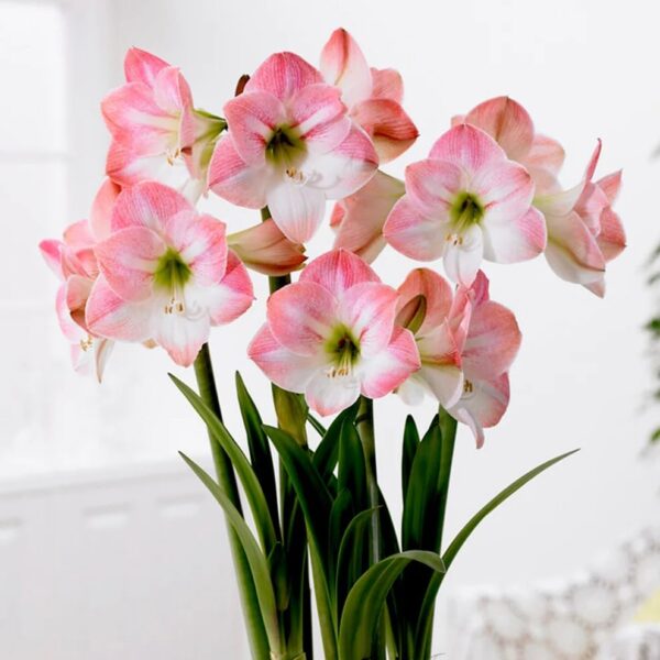 Votaniki Apple Blossom Amaryllis Bulbs - Vibrant & Long Lasting Blooms, Perennial Pink & White Amaryllis | Spectacular Amaryllis Flowers