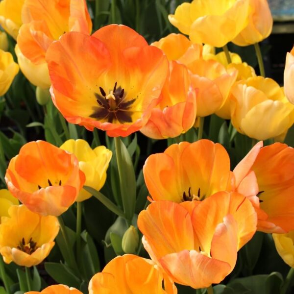 Votaniki Tulip Darwin Hybrid Daydream - Versatile, Long Lasting Blooms, Perennial Tulipa 'Daydream' Bulbs for Planting | Easy to Grow