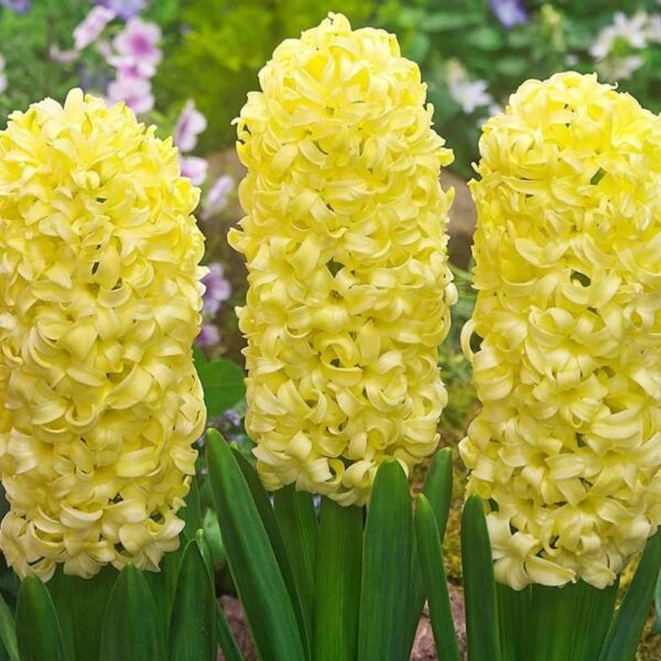 Votaniki Gypsy Princess Hyacinth Bulbs - Fragrant Yellow Blooms, Perennial Orientalis Hyacinth 'Gypsy Princess' | Easy to Grow and Low Maintenance